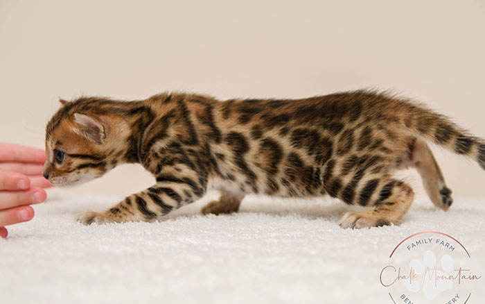 Bengal kitten for sale